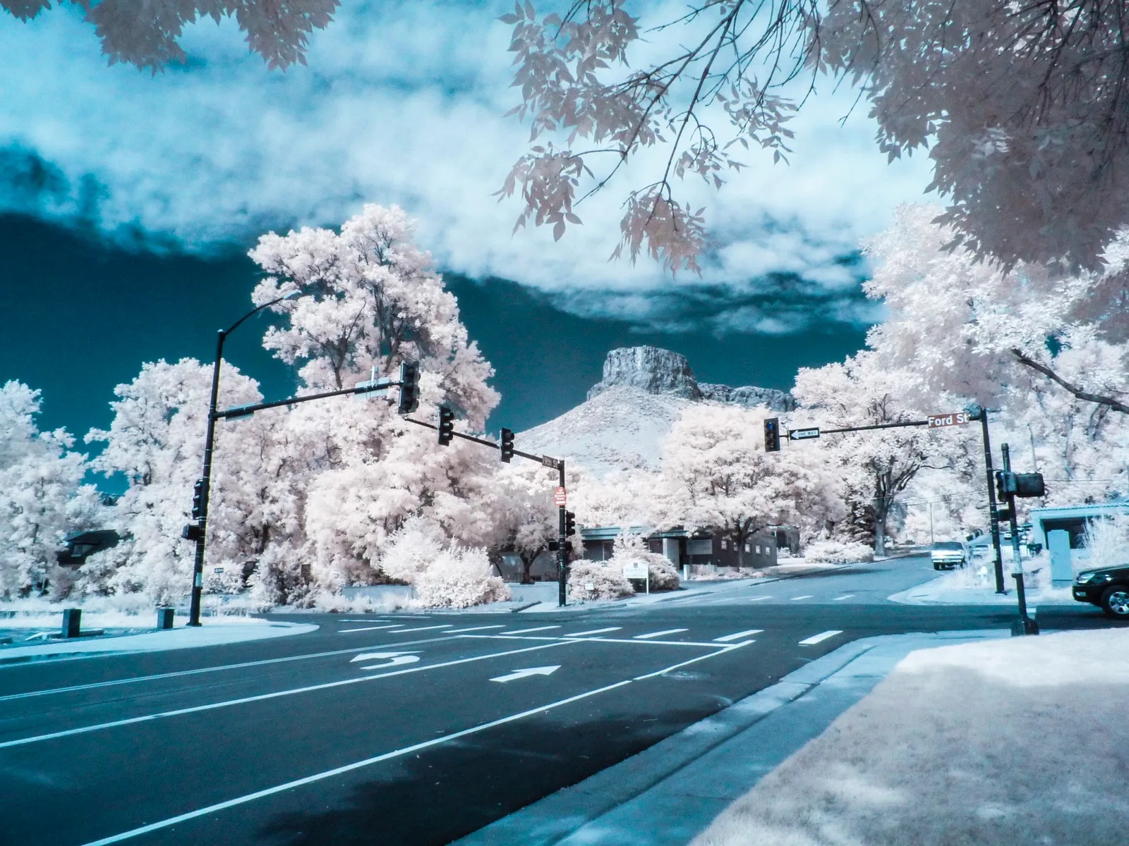 infrared Golden CO white foliage