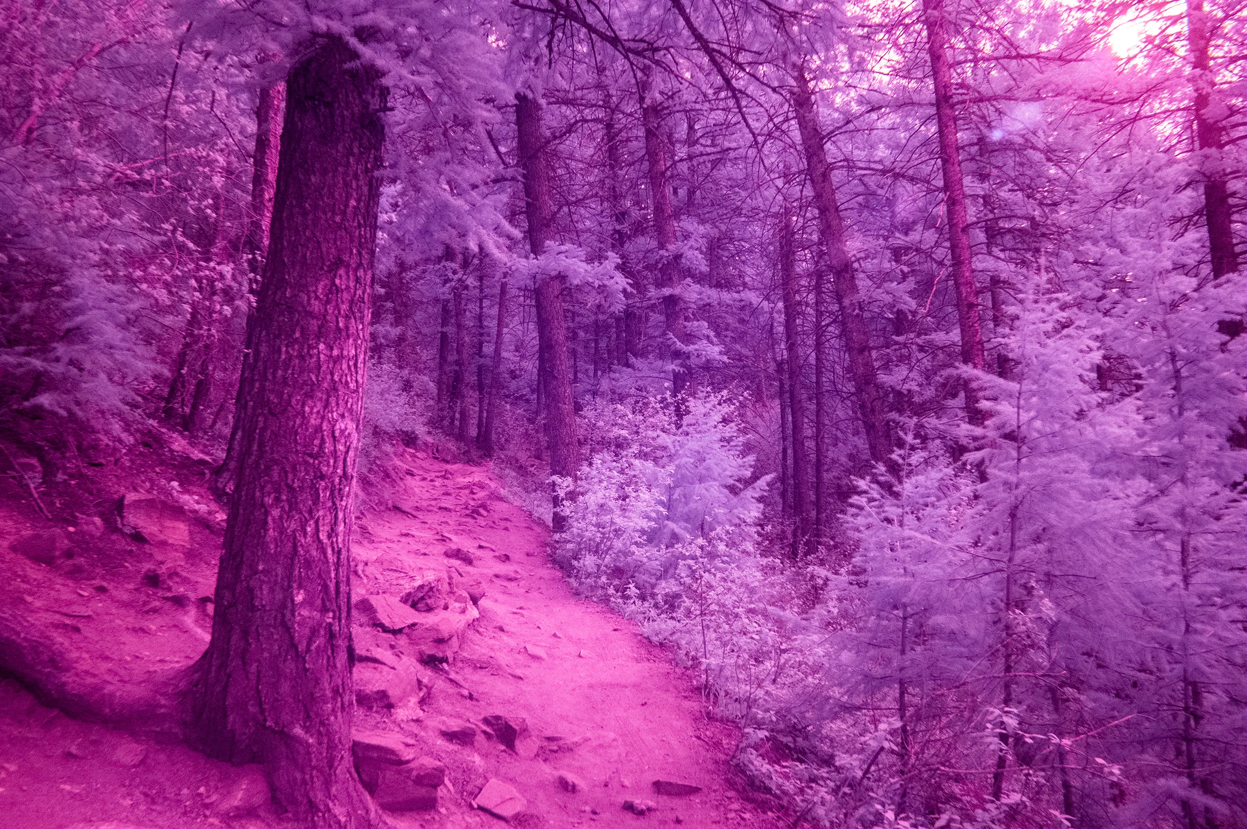 pink forest